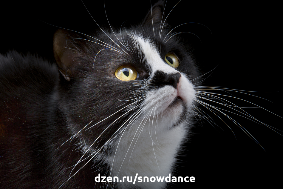 Почему у кошки ломаются усы? Стоит ли беспокоиться? | КотоВедение | Дзен