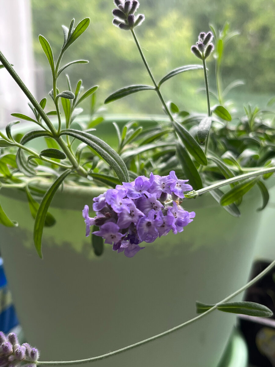 Лаванде у меня понравилось)