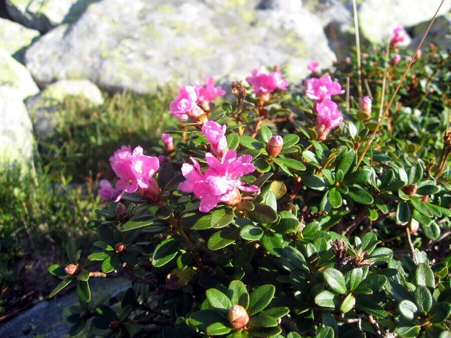    Рододендрон миртолистный. Черногора, Карпаты Фото: Dezidor, по лицензии CC BY-SA 3.0​