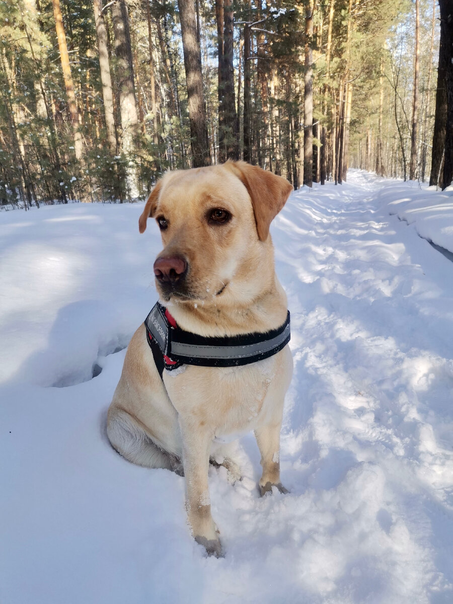 Лабрадор палевого окраса.