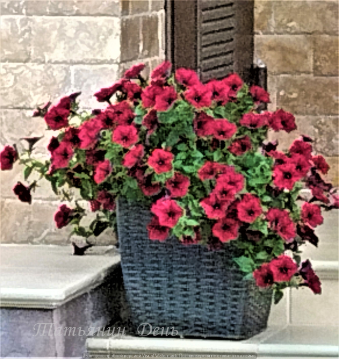 Вазон из  искусственного ротанга неплохо сочетается с каменной плиткой.