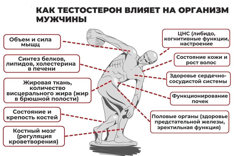 Тестостерон — мужской половой гормон и один из самых важных гормонов для здоровья мужчины. Он влияет половую функцию и половое созревание, внешность, физическую активность.-2