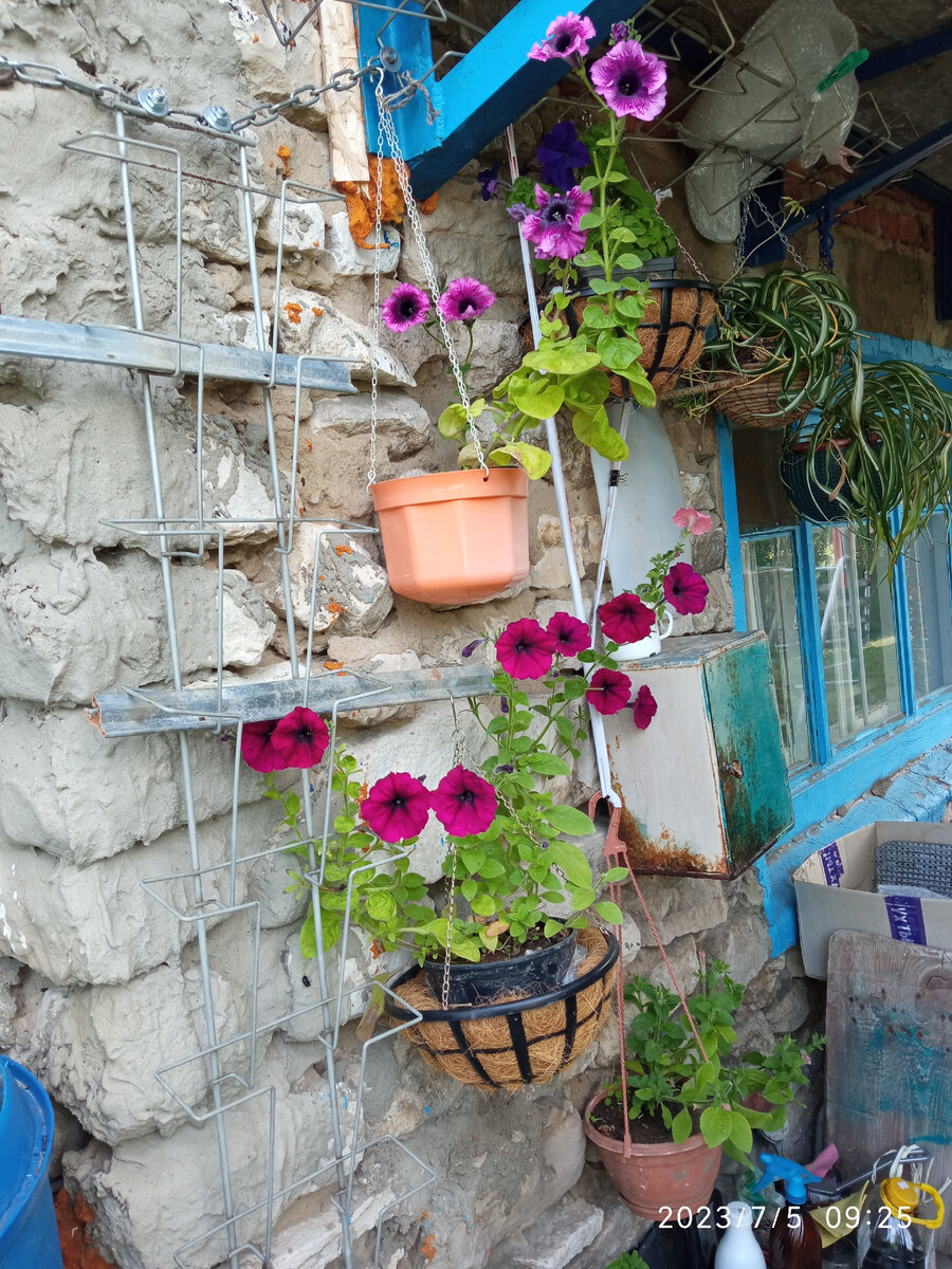 Фото автора мои петуньи и хлорофитум хохлатый, тут петуньи украшают и оживляют наш хозяйственный уголок, ящичек правда "подгулял", надо покрасить