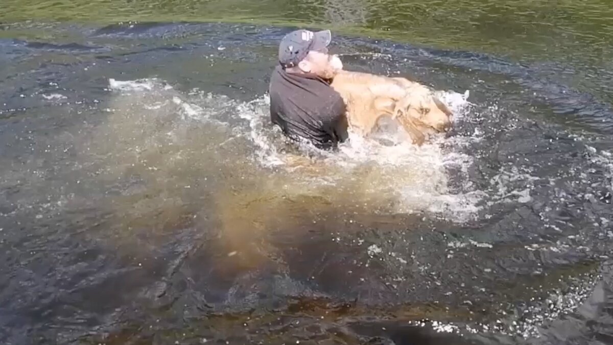     В заповеднике «Тунгусский» спасли лосенка. Он попытался переплыть реку и начал тонуть.
