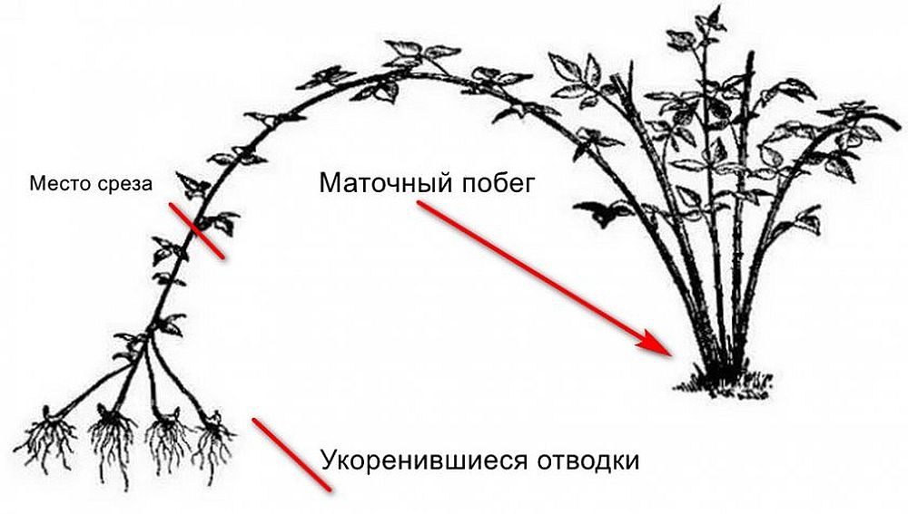 Как размножить ежевику без шипов. Размножение малины Кумберленд отводками. Размножение малины Кумберленд черенками. Размножение ежевики верхушками побегов. Размножение ежевики отводками