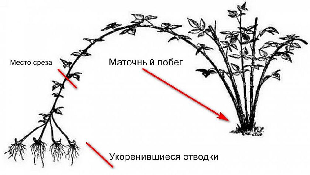 Как ухаживать за ежевикой осенью. Размножение малины Кумберленд отводками. Размножение малины Кумберленд черенками. Размножение ежевики верхушками побегов. Размножение ежевики отводками.