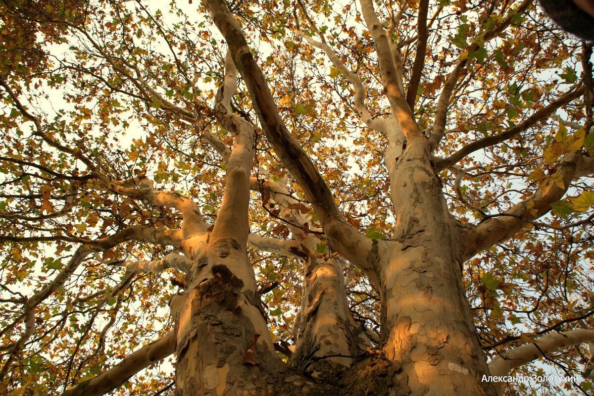 Яндекс картинки 