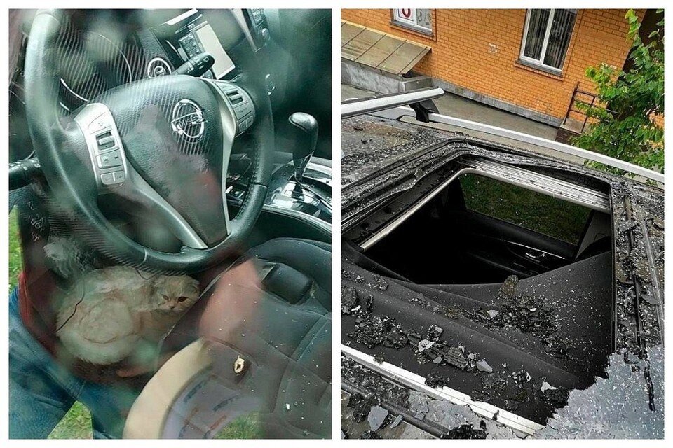    Очевидцы рассказали о состоянии кота, упавшего на «Ниссан» с 23 этажа в Новосибирске. Фото: предоставлено очевидцами.