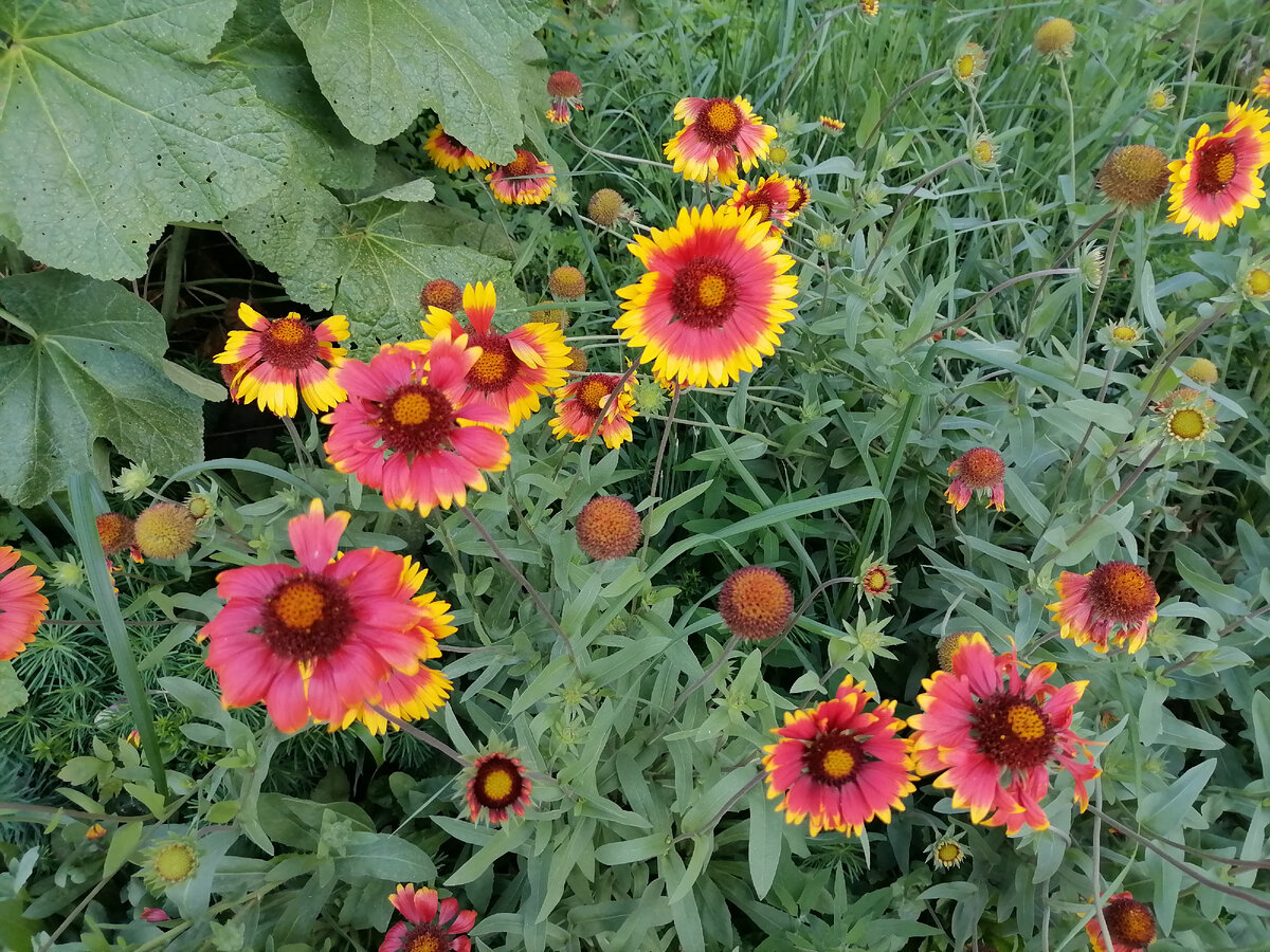 Лето в самом разгаре. Всем читателям хорошего дня и отличного настроения!