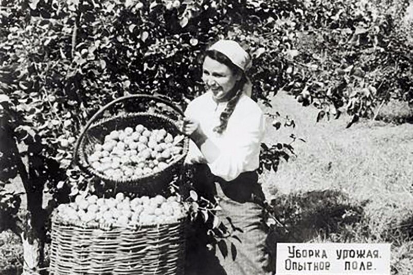 пос. Бира. Уборка урожая. Фото: Наследие ЕАО 