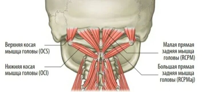 Длинные разгибатели шеи мышцы