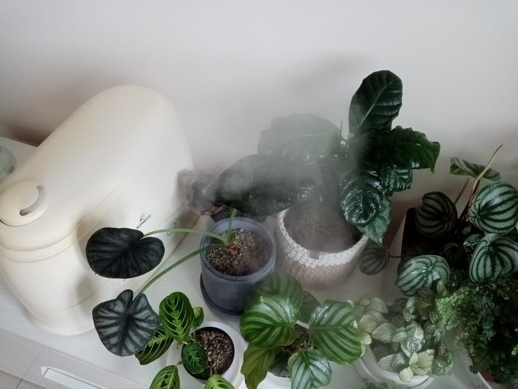 Мой старенький, пожелтевший от времени, Boneco. Всё парит, родимый, увлажняет.