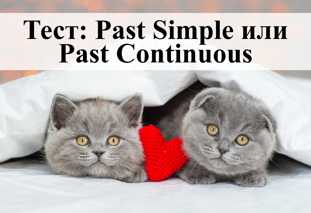 Тест: Past Simple или Past Continuous | English Cats | Дзен