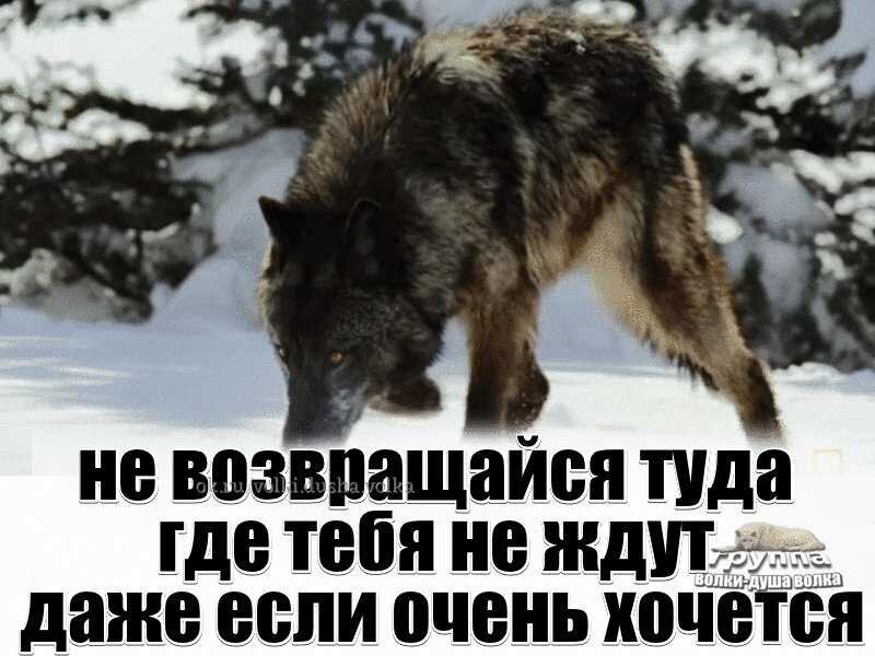 Поставь уходи. Волк терпит. Волк вернулся. Волк прощается. Цитаты после которых хочется жить.