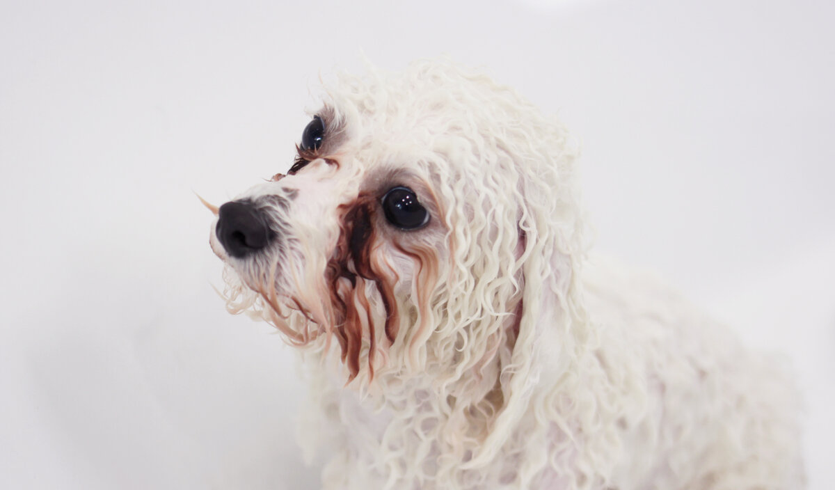 Красно-коричневые пятна, которые тянутся от внутренних углов глаз.