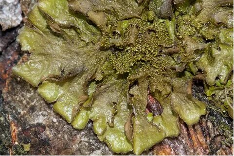 Melanohalea exasperatula  эпифитный лишайник, в слоевищах которого из Косова обнаружены повышенные концентрации обеднённого урана (фото из: яндекс-картинки)                 