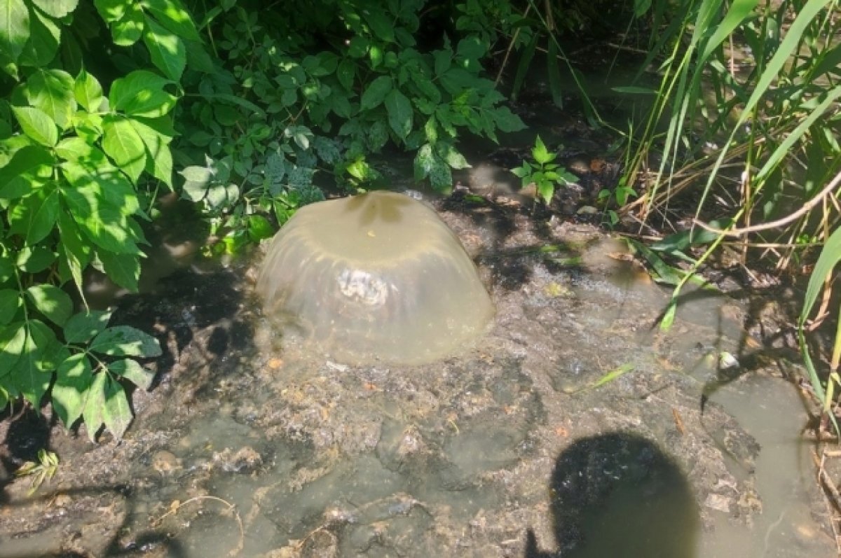    В Курской области в посёлке Юбилейный сточные воды загрязняют землю