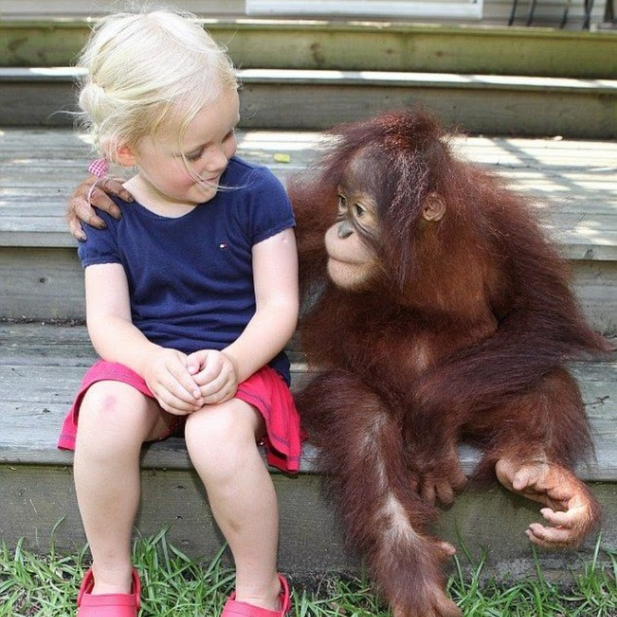 шимпанзе бонобо. обезьяны обнимаются. обезьяны обнимаются. обезьяны друзья человека. обезьяны болтают.