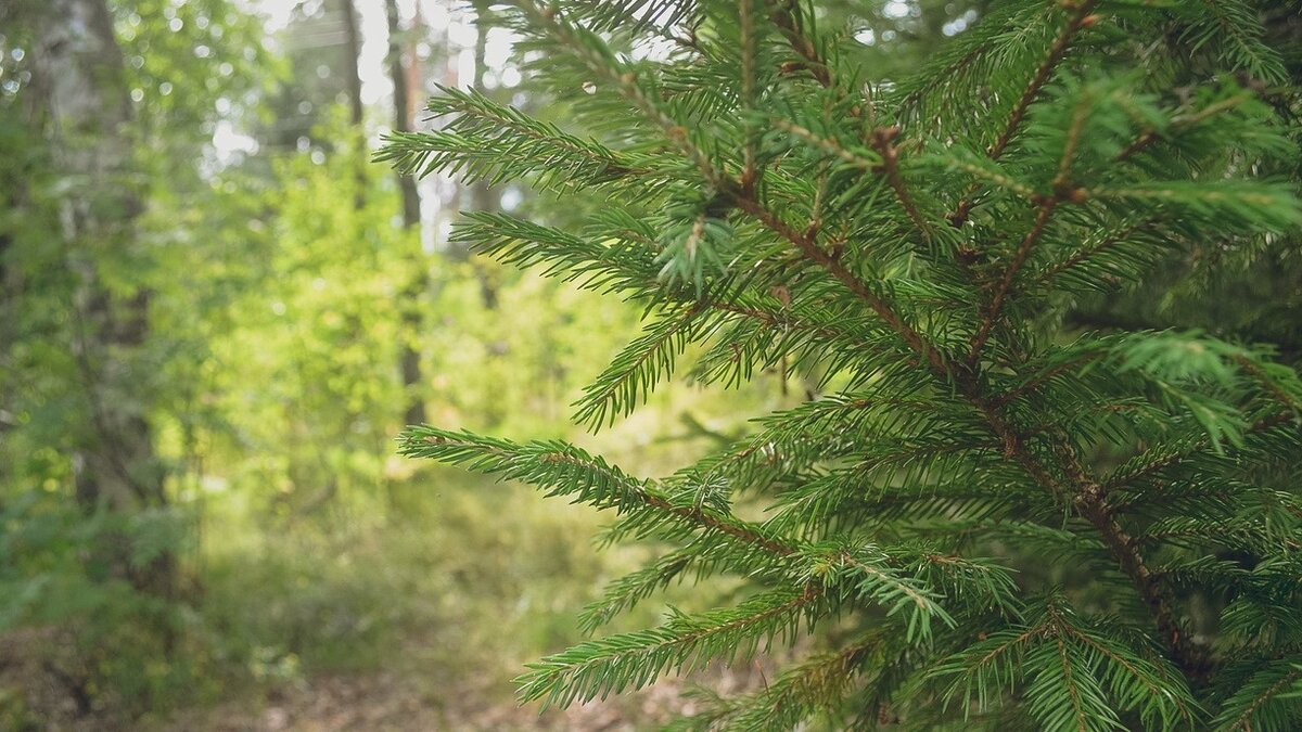     В Хакасии стартовали мероприятия по содействию естественному возобновлению лесов. Рассказываем, что для этого сделают.