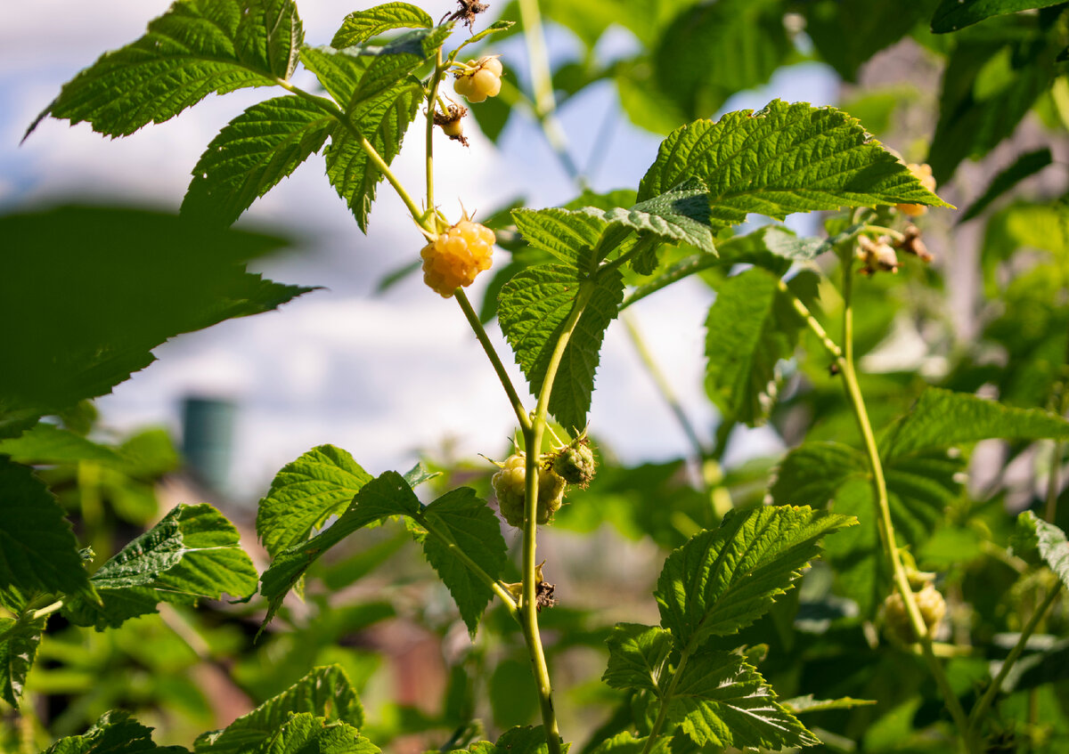 Вкусная малинка. Фотография автора статьи. 