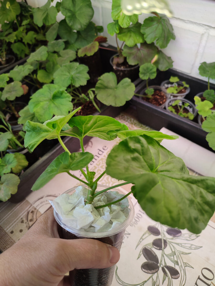 Чтобы грунт не высыпался из стаканчика, кладу сверху туалетную бумагу