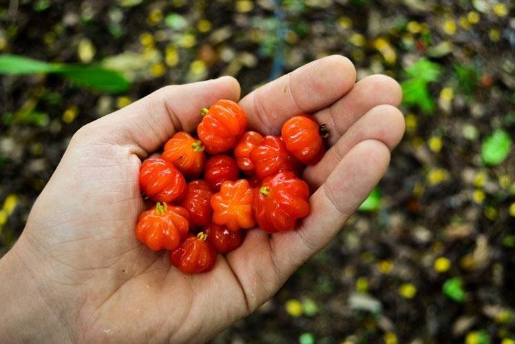 Суринамская вишня: в России можно выращивать как комнатное растение