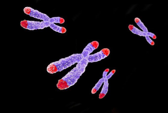Рисунок 1. Теломеры — концевые участки хромосом. Поскольку хромосом у человека 23 пары (то есть, 46 штук), теломер получается 92.
