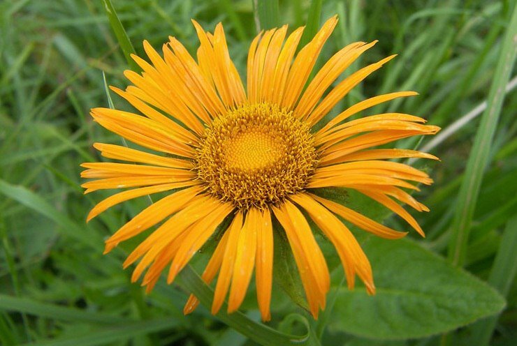 Цветок девясила