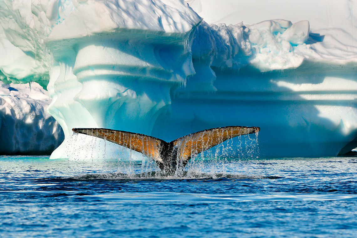 Ареал обитания китов– крупнейших млекопитающих на планете Земля – простирается от Арктики до Антарктиды.