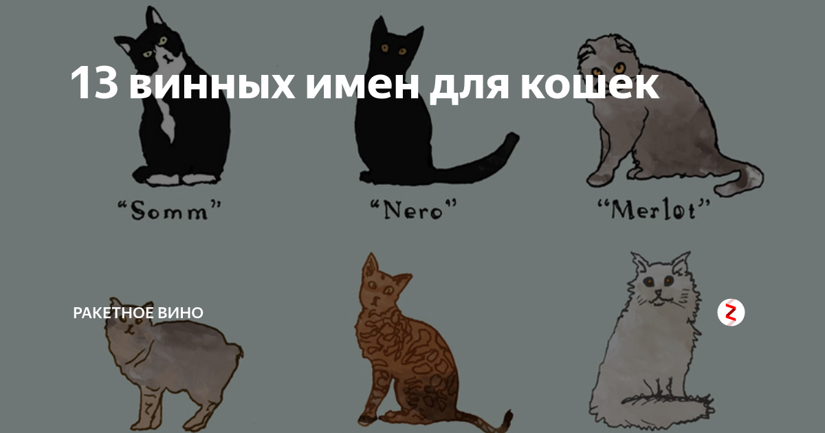 Идеи для имен котенку. Имена для котов. Имена для кошек. Имя для кошечки. Клички для кошек девочек.