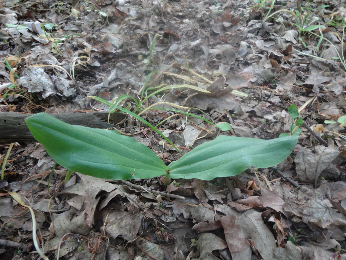 Listera ovata