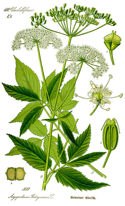 Сныть обыкновенная