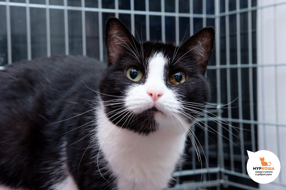 Кошечку Богдану волонтеры приюта спасли из минской  "усыпалки", куда хозяева сдали ее, как надоевшую игрушку. Спустя два  года, в июне 2018 года, Богдана уехала в новый дом.