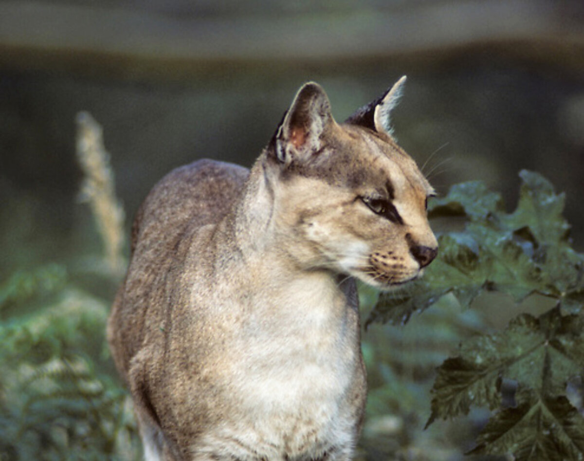 Золотая кошка. Золотая кошка Caracal aurata. Золотая кошка (profelis aurata). Золотистая кошка Африка. Род золотые кошки.