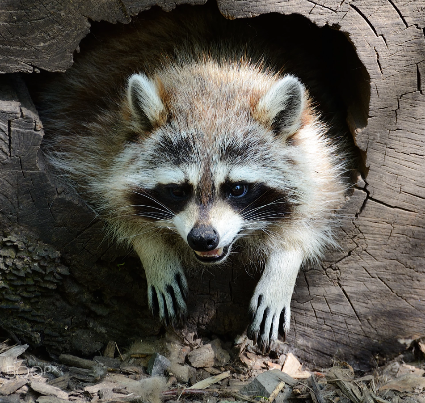 Фото Johanne Dauphinais