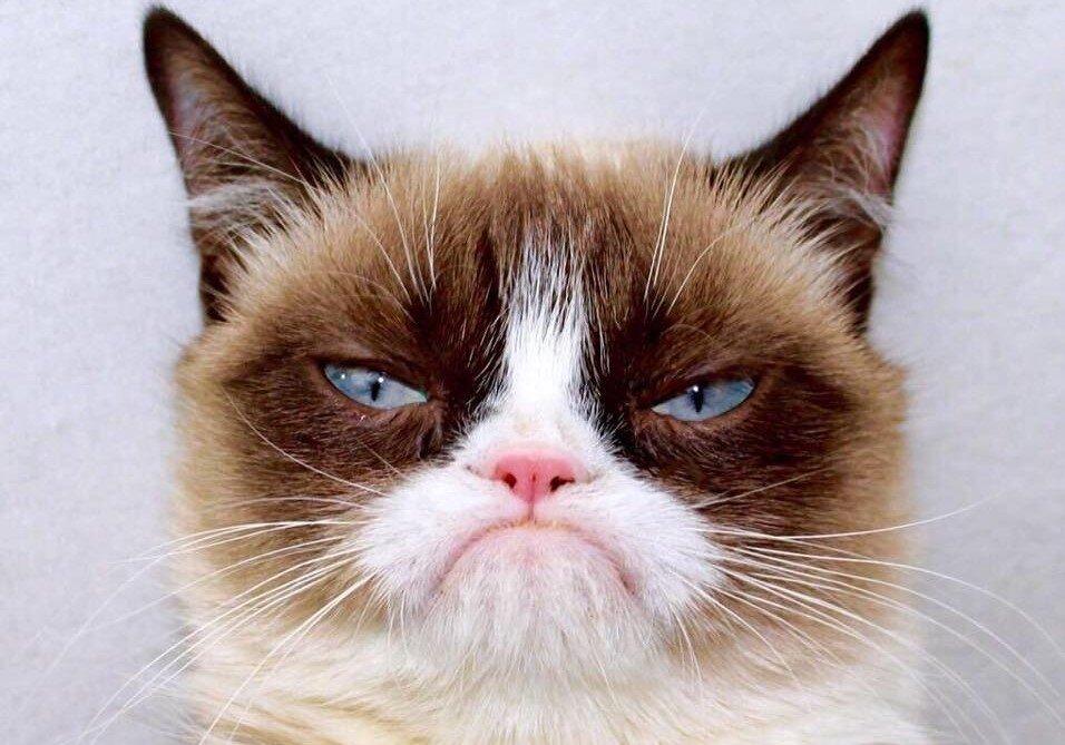 Фото: instagram.com/realgrumpycat