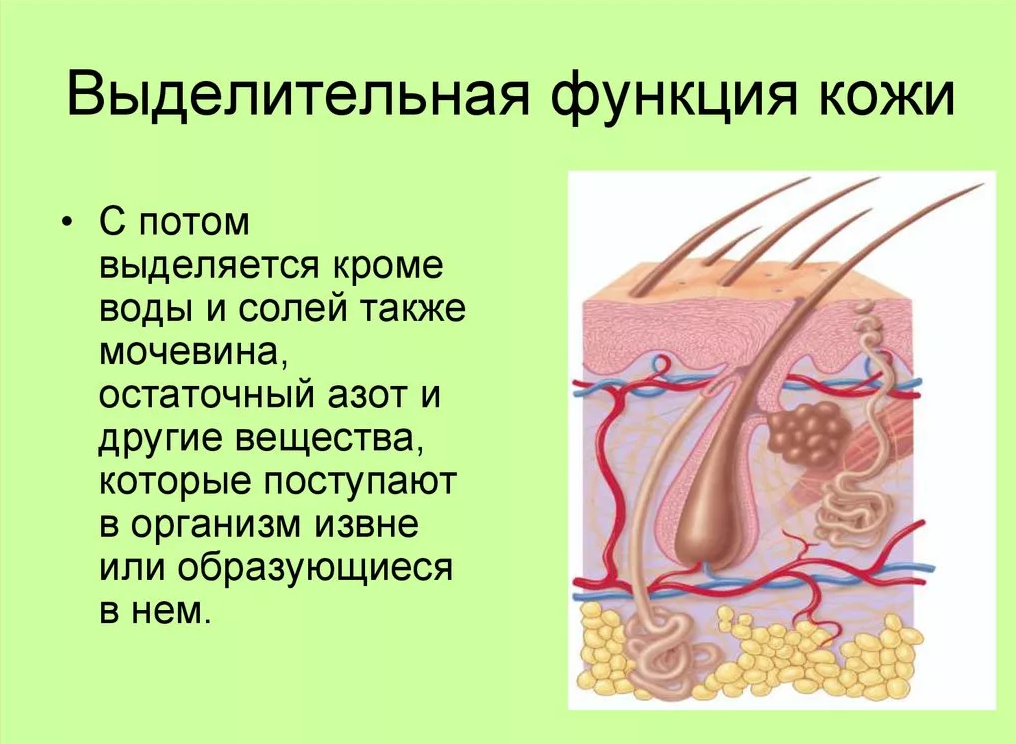 Функция железы кожи человека