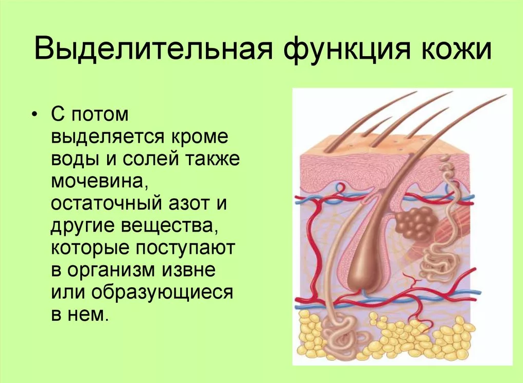 Выделительная функция кожи связана с