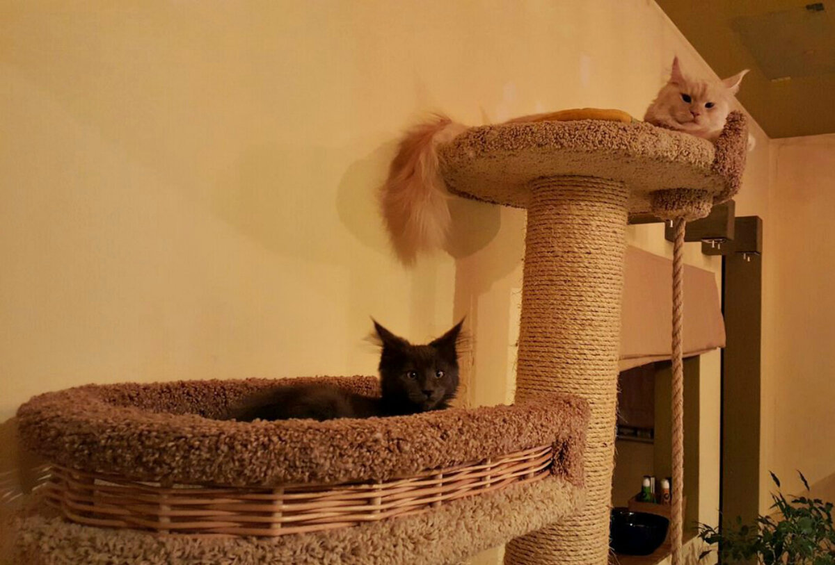 Мейн-кун Тори и Карузо