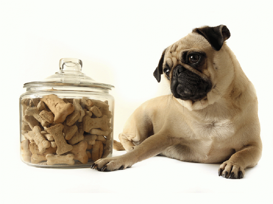 Важно! Любое лакомство является дополнительным питанием. Его качество и количество влияет на здоровье Вашего любимца.