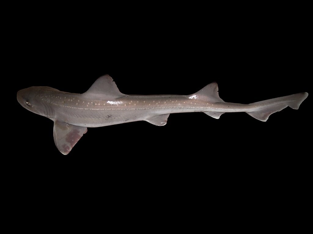 Катран в Черном Море. Вы же поняли шутку, правда?