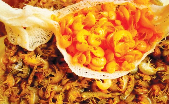 
Природный цвет этой чудо – насадки буро зеленый, а окрашивают его кипятком. Делают это просто. Воду доводят до кипения, подсаливают. В кипяток засыпают мормыша и варят несколько минут, пока он не покраснеет. Затем его сушат и хранят в прохладном месте.