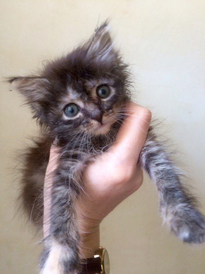 Легкий как перышко, вот таких только мясом и откармливать