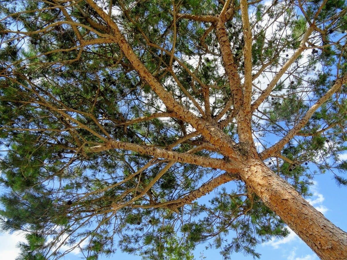 Дикая сосна. Сосна Кавказская Pinus Hamata. Сосна Приморская. Маргеловская сосна. Бакинская сосна.