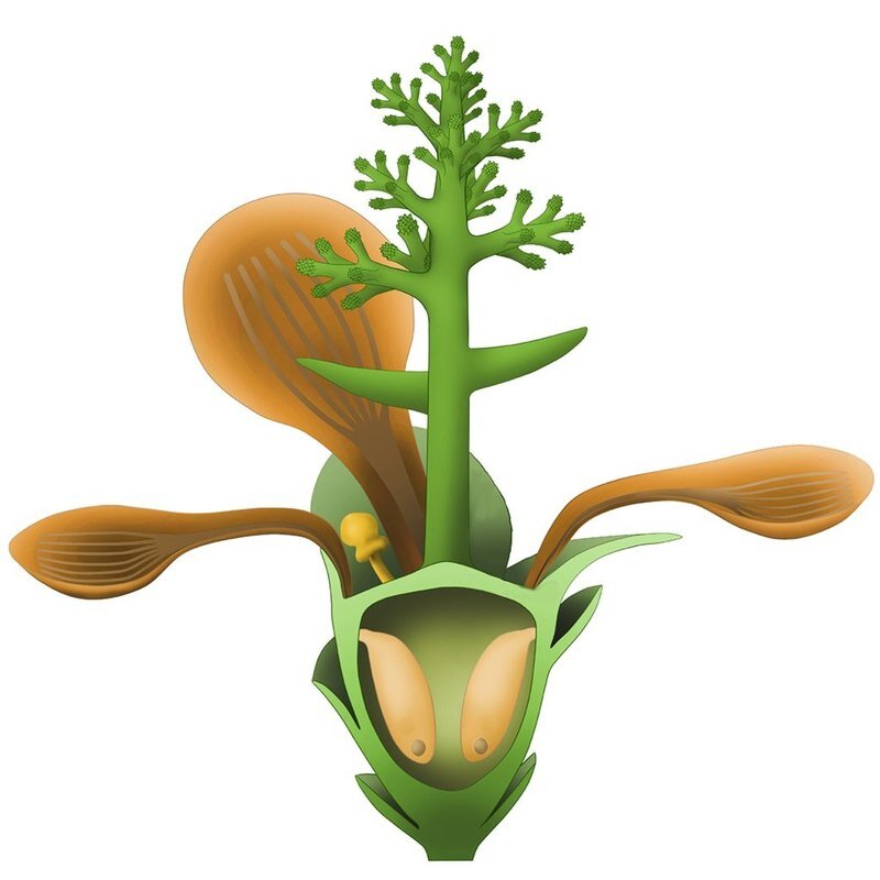 NIGPASКак видно на реконструкции, созданной на основе анализа окаменелостей, лепестки Nanjinganthus dendrostyla напоминали ложки