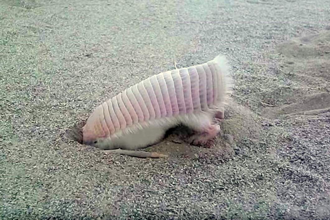 Настоящие феи живут под землей! 