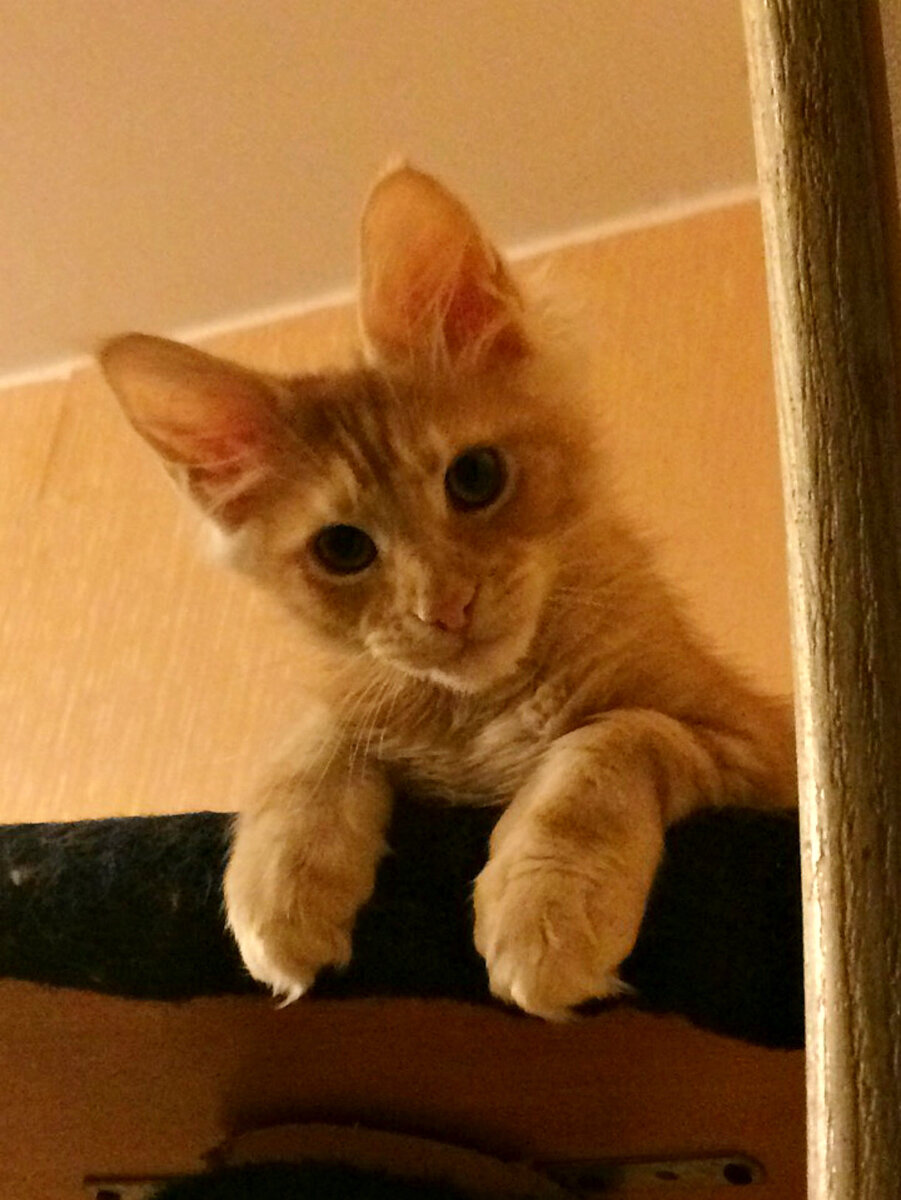 Котёнок Савелий из питомника Adamand-coon