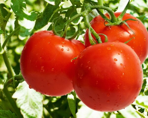 Уникальные свойства томатов