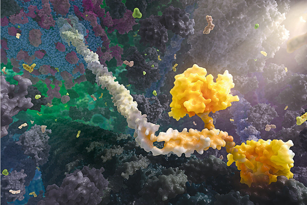 Белок кинезин