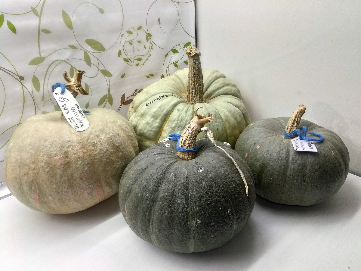 Вот такими разными были плоды. Семена с 1 оставила, любопытно, какими будут дети?